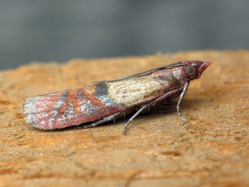 Plodia interpunctella (Hübner, 1813)